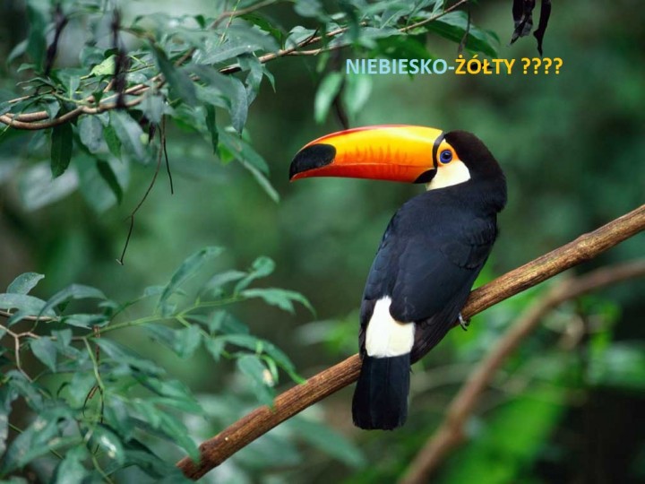 Toco-Toucan-windows-7-vista-and-xp-picks-27753334-1024-768.jpg